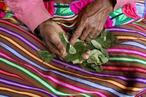 In this March 15, 2015 photo, Rufina Galvez reads coca leaves outside her house in La Mar, province of Ayacucho, Peru. Her son Yuri, a cocaine backpacker, always checked in by phone. So when he didnít call after a March 2013 smuggling trip, his mother turned to reading coca leaves to try to divine his fate, tossing them on her skirt as is customary. ìThe leaves fell spine-up, a bad sign,î she said. (AP Photo/Rodrigo Abd) ORG XMIT: NYOTK