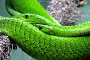 Animale di Potere - Serpente