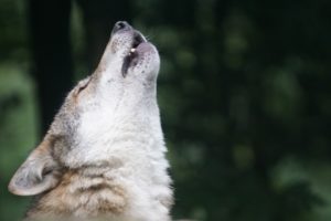 Animale di Potere - Lupo