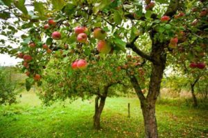 l'albero si vede dai frutti