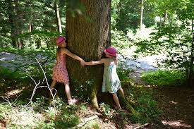 abbracciare gli alberi