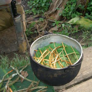 Ayahuasca 