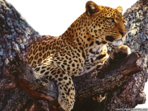 Animali di potere