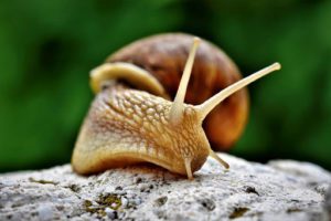 lumaca animali messaggeri