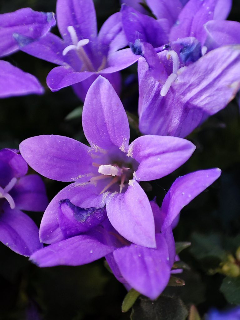 Fiore 3