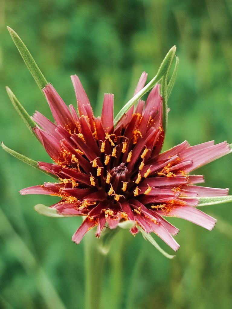 Fiore 1